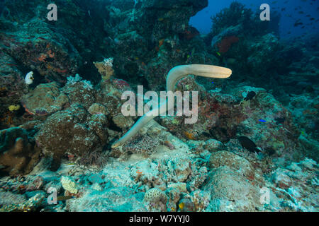 Serpent de mer d'olive (Aipysurus laevis) Grande Barrière de Corail, Queensland, Australie. Banque D'Images