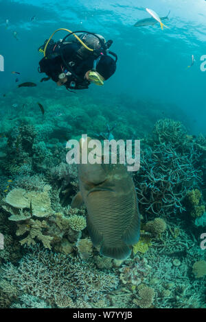 Le Napoléon (Cheilinus undulatus) mâle adulte en corail avec diver, Grande Barrière de Corail, Queensland, Australie. Banque D'Images