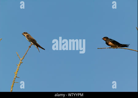 L'hirondelle rustique (Hirundo rustica) et (Riparia riparia) perché, France. Banque D'Images