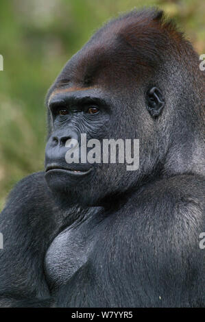 Gorille de plaine de l'ouest (Gorilla gorilla gorilla) mâle, captive, Monkey Valley Zoo. Banque D'Images