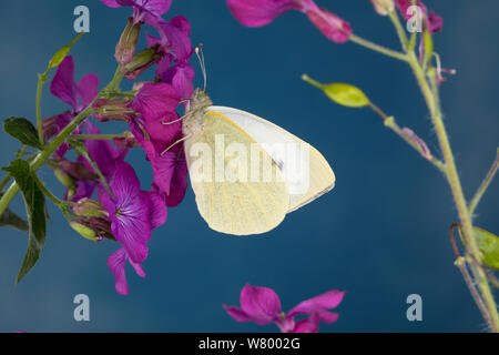 Großer Kohlweißling Kohlweißling, Kohl-Wei, ßling, Grosser Kohlweissling, Kohlweissling, Pieris brassicae, grand blanc, Chou, Chou Papillon Whit Banque D'Images