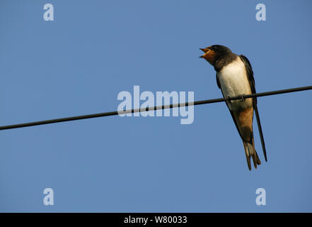 L'hirondelle rustique (Hirundo rustica) jeune perché sur le fil, Picardie, France. Banque D'Images