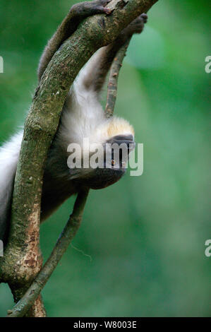 (Mandrillus leucophaeus) jeune femme tête en bas dans l'arbre, Pandillus sanctuaire, le Nigeria. Banque D'Images