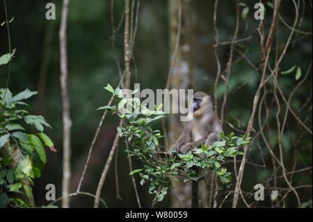 (Mandrillus leucophaeus) jeunes assis dans l'arbre, Pandrillus sanctuaire, le Nigeria. Banque D'Images