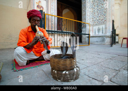 Charmeur de serpent jouant de la flûte, charmant Indian (Naja naja) pour sortir du panier, à l'intérieur du city palace, Jaipur, Inde. Banque D'Images