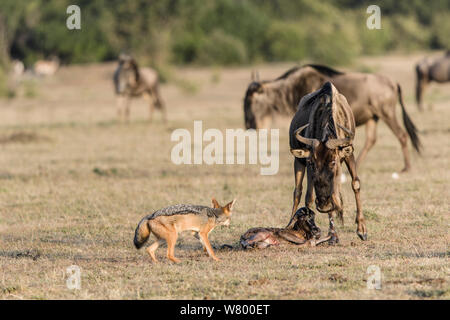 Le Gnou (Connochaetes taurinus) juste après l'accouchement avec chacal à dos noir (Canis mesomelas) regarder, Masai-Mara Game Reserve, Kenya Banque D'Images