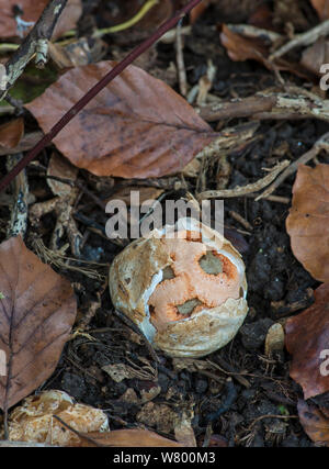 Champignon (Clathrus ruber Cage) Surrey, Angleterre, février. Banque D'Images