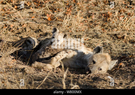 L'Hyène tachetée (Crocuta crocuta) femmes avec des petits, Kruger National Park, Afrique du Sud, juillet. Banque D'Images