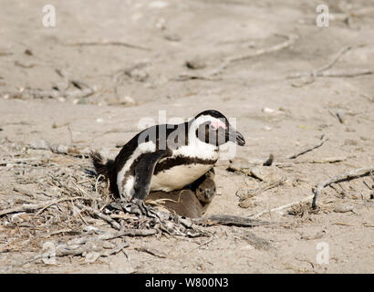 Manchot du Cap (Spheniscus demersus) sur la plage. Boulders Beach, Cape Town, Afrique du Sud, juillet. Banque D'Images