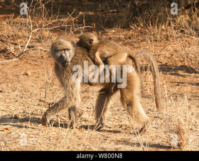 Babouin Chacma (Papio cynocephalus) carrying baby à l'arrière, Kruger National Park, Afrique du Sud, juillet. Banque D'Images