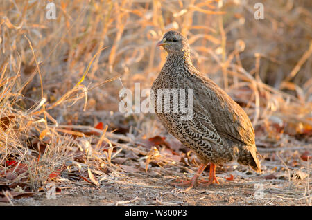 Francolin à bec rouge Natal (Pternistis natalensis), Kruger National Park, Afrique du Sud, juillet. Banque D'Images