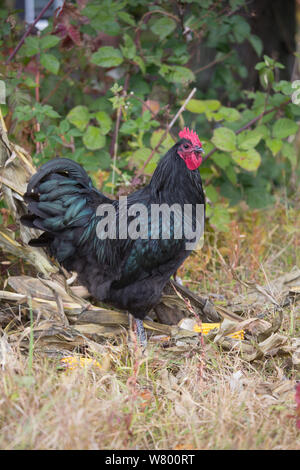 Black Australorp coq, à l'automne, Higganum, Connecticut, USA. Banque D'Images