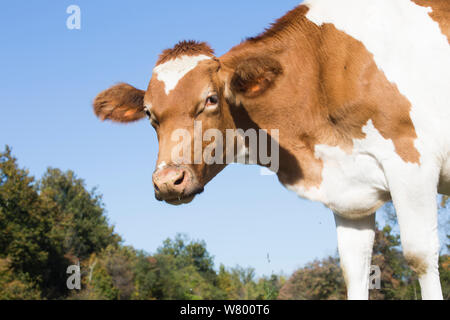 La vache laitière de Guernesey, Granby, Connecticut, USA. Banque D'Images