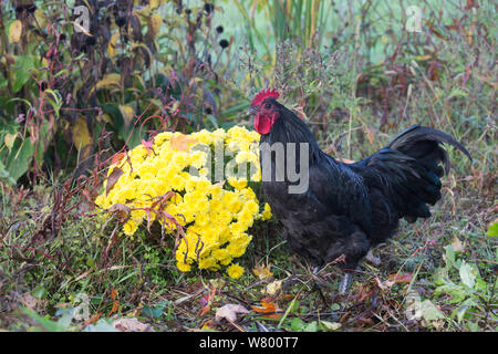 Grand Black Australorp coq dans un jardin en automne, Higganum, Connecticut, USA. Banque D'Images