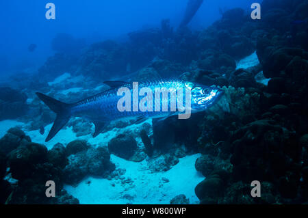 Tarpon atlantique (Megalops atlanticus) Bonaire, Antilles néerlandaises, Amérique, Océan Atlantique. Banque D'Images