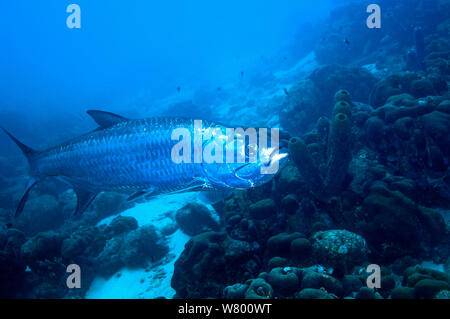 Tarpon atlantique (Megalops atlanticus) Bonaire, Antilles néerlandaises, Amérique, Océan Atlantique. Banque D'Images