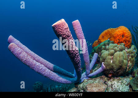 Cuisinière-éponge Aplysina archeri (tuyau) et l'oreille d'Orange (éponge Agelas clathrodes) en arrière-plan. Bonaire, Antilles néerlandaises, Amérique, Océan Atlantique. Banque D'Images