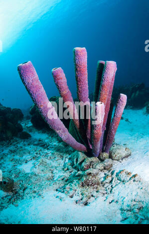 Cuisinière-éponge Aplysina archeri (tuyau) Bonaire, Antilles néerlandaises, Amérique, Océan Atlantique. Banque D'Images