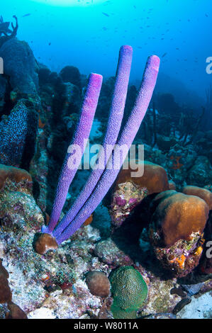 Cuisinière-éponge Aplysina archeri (tuyau) Bonaire, Antilles néerlandaises, Amérique, Océan Atlantique. Banque D'Images