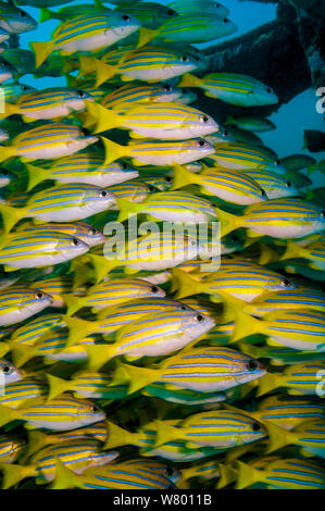 Kasmira lutjans (Lutjanus kasmira) Shoal sur récif artificiel. Mabul, la Malaisie. Banque D'Images