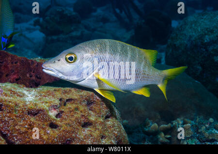 Poisson (Lutjanus apodus maître) Bonaire, Antilles néerlandaises, Amérique, Océan Atlantique. Banque D'Images