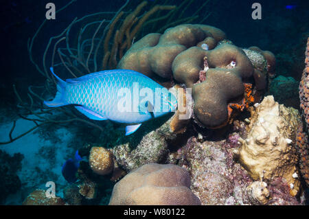 Perroquet (Scarus vetula Queen), phase finale homme, Bonaire, Antilles néerlandaises, Amérique, Océan Atlantique. Banque D'Images