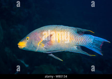 Cochons espagnol (Bodianus rufus) Bonaire, Antilles néerlandaises, Amérique, Océan Atlantique. Banque D'Images