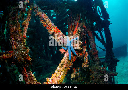 Seastar bleu (Linkcia laevigata) sur le récif artificiel. Mabul, la Malaisie. Banque D'Images