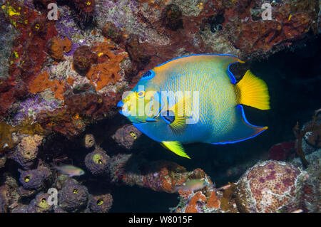 Lit Queen angelfish (Holocanthus ciliaris) profile, Bonaire, Antilles néerlandaises, Amérique, Océan Atlantique. Banque D'Images