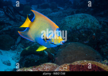 Lit Queen angelfish (Holocanthus ciliaris) profile, Bonaire, Antilles néerlandaises, Amérique, Océan Atlantique. Banque D'Images