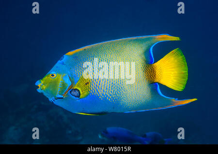 Lit Queen angelfish (Holocanthus ciliaris) profil Bonaire, Antilles néerlandaises, Amérique, Océan Atlantique. Banque D'Images