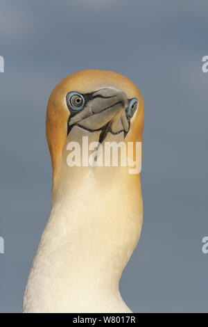 Fou de Bassan (Morus serrator Australasian / Morus bassanus serrator) portrait en gros. Récif noir Colonie de Fou de Bassan, Cape Kidnappers Hawke,&# 39;s Bay, Nouvelle-Zélande. Banque D'Images