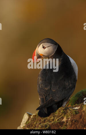 Macareux moine (Fratercula arctica) portrait, fin de soirée chaleureuse lumière. Les Îles Shetland, en Écosse, en juillet. Banque D'Images