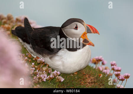 Macareux moine (Fratercula arctica) avec bec ouvert / appelant, couchée parmi la floraison (Sea Thrift Armeria maritima). Les Îles Shetland, en Écosse, en juillet. Banque D'Images