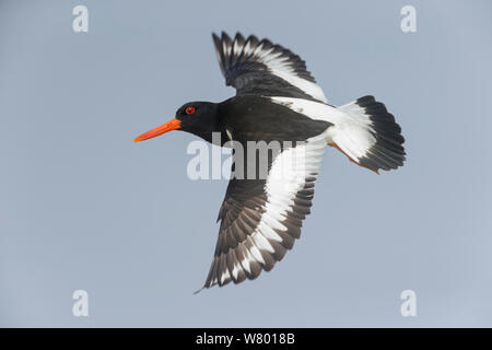 Huîtrier pie (Haematopus ostralegus européenne) en vol. Troms, Norvège. Juillet Banque D'Images