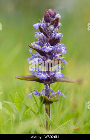 Bugle (Ajuga reptans) en fleur dans une prairie humide. Parc national de Peak District, Derbyshire, Royaume-Uni. Mai. Banque D'Images