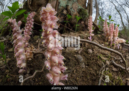 Toothwort / Fleur Cadavre (Lathraea squamaria) floraison sous un ancien noisetier qui elle parasite. Parc national de Peak District, Derbyshire, Royaume-Uni. Avril. Banque D'Images