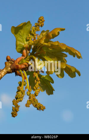 Chêne sessile (Quercus petraea) feuilles et les chatons au printemps. Parc national de Peak District, Derbyshire, Royaume-Uni. Avril. Banque D'Images