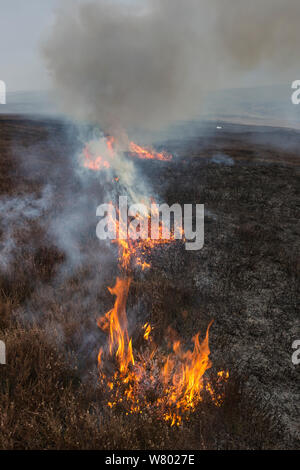 Combustion contrôlée de la lande de bruyère, Derwent Edge, parc national de Peak District, Derbyshire, Royaume-Uni. Mars 2015. Banque D'Images