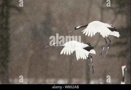 Grues Japonaises (Grus japonensis) en vol, Hokkiado, Japon, février Banque D'Images