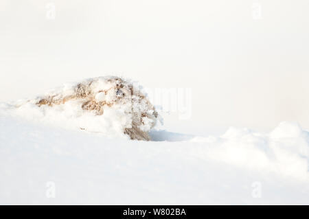 Lièvre variable (Lepus timidus) reposant dans la neige, l'Écosse, Mars Banque D'Images