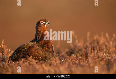 Lagopède des saules (Lagopus lagopus scotica) mâle en sèche, Heather, Ecosse, Mars Banque D'Images