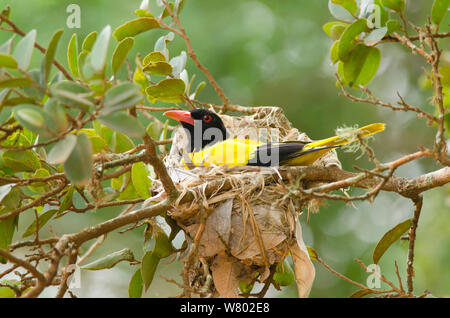 Capuchon noir (Oriolus xanthormus) incubation des œufs sur son nid, parc national de Yala, au Sri Lanka, décembre Banque D'Images