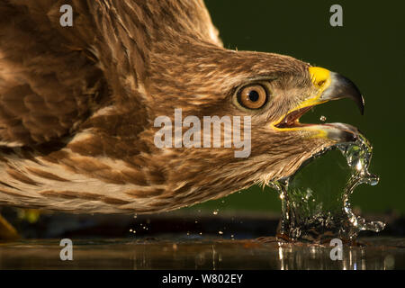 Eurasienne commune buzzard (Buteo buteo) prendre un verre, l'eau potable, Pusztaszer paysage protégé, Kiskunsagi, Hongrie, Mai Banque D'Images