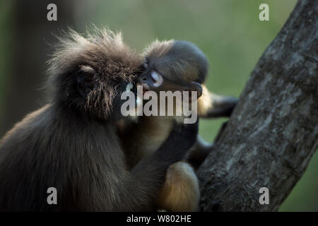 Singe feuille sombre (Trachypithecus obscurus) juvenile jouant avec un bébé . Khao Sam Roi Yot National Park, Thaïlande. Mars 2015. Banque D'Images