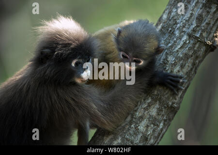 Singe feuille sombre (Trachypithecus obscurus) juvenile jouant avec un bébé . Khao Sam Roi Yot National Park, Thaïlande. Mars 2015. Banque D'Images