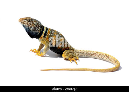 Agriculture - Désert (Crotaphytus bicinctores) sur fond blanc en studio sur le terrain, la Death Valley, Californie, USA, mai. Banque D'Images