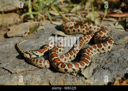 Serpent Zamenis situla (Leopard) captive, se produit dans l'Eurasie. Banque D'Images