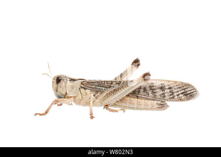 Criquet migrateur (Locusta migratoria) mâle, captive, se produit dans l'Eurasie, de l'Australasie et de l'Afrique, projet d'Meetyourneighbors.net Banque D'Images