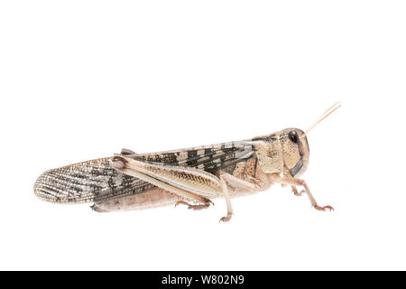 Criquet migrateur (Locusta migratoria) féminin, captive, se produit dans l'Eurasie, de l'Australasie et de l'Afrique, projet d'Meetyourneighbors.net Banque D'Images